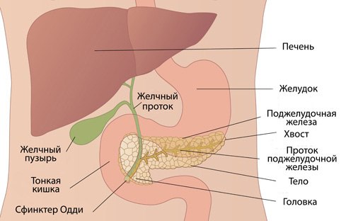 Народные средства для лечения поджелудочной железы