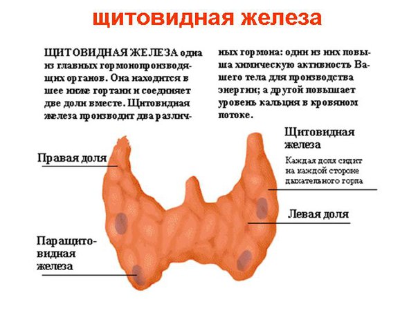 Очищаем щитовидную желeзу